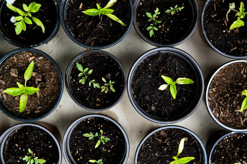 Overhead view of young plants in pots, representing the strategic growth stages of cleaning service businesses.