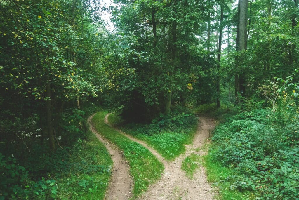 Two diverging paths in a lush green forest, symbolizing decision-making in business