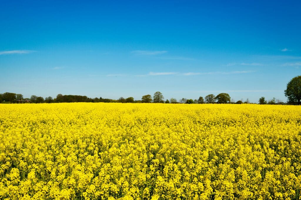 Expansive yellow canola field representing business growth and market reach under a clear blue sky