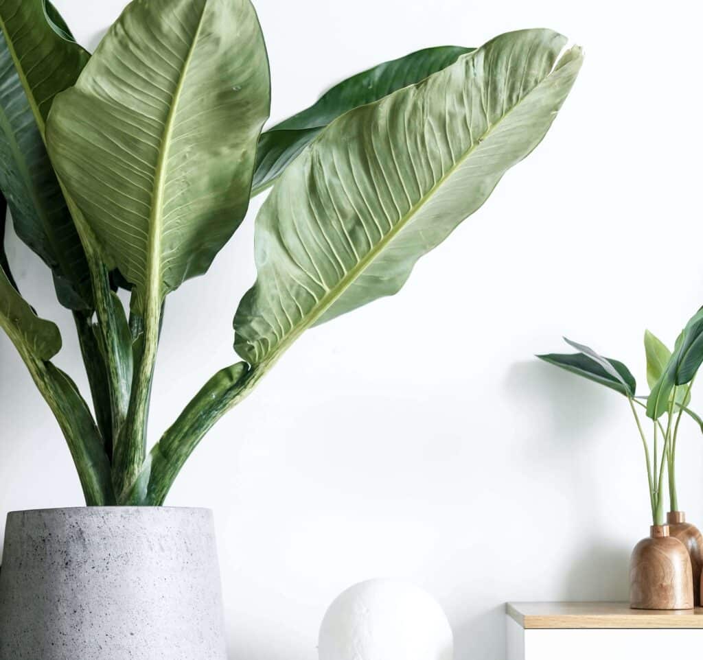 Large green leaves in a modern concrete pot alongside smaller plants in wooden vases, symbolizing eco-friendly and sustainable living.